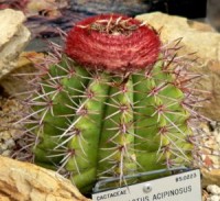 cabeça-de-frade (Melocactus zehntneri (Britton & Rose) Luetzelb)