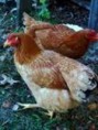 Galinha caipira