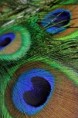 /album/galeria%20de%20fotos%3a%20penas%20de%20pav%c3%a3o/a246-jpg1/