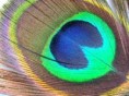 /album/galeria%20de%20fotos%3a%20penas%20de%20pav%c3%a3o/a477363-rainbow-feather-jpg/