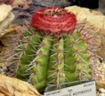 cabeça-de-frade (Melocactus zehntneri (Britton & Rose) Luetzelb)
